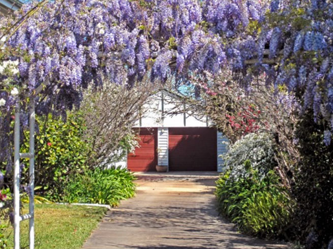 Wisteria on trellis at driveway entrance