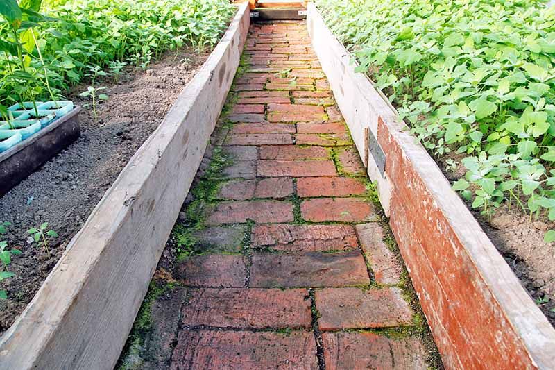 Brick pathway between raised beds