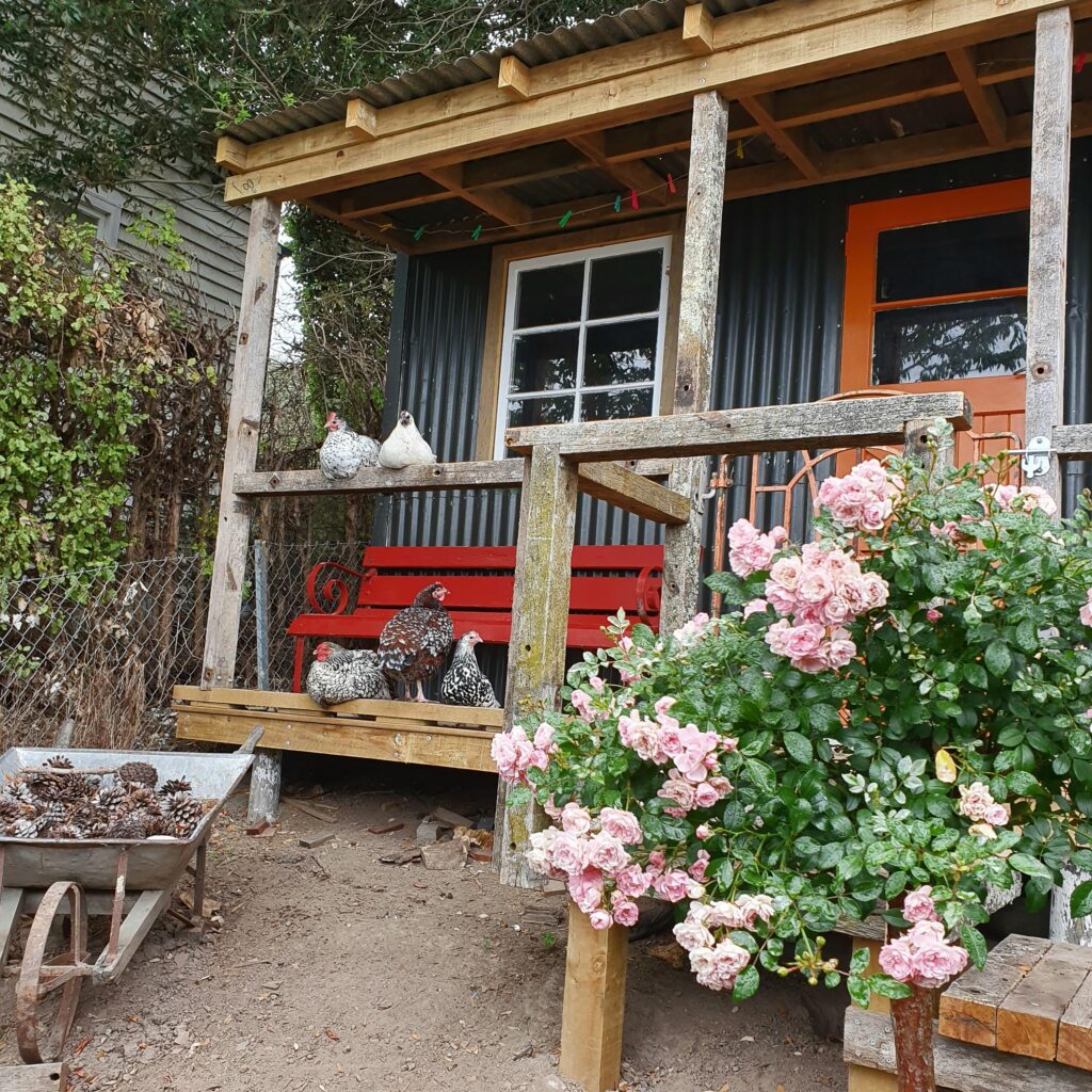 Recycled garden shed with dog on deck