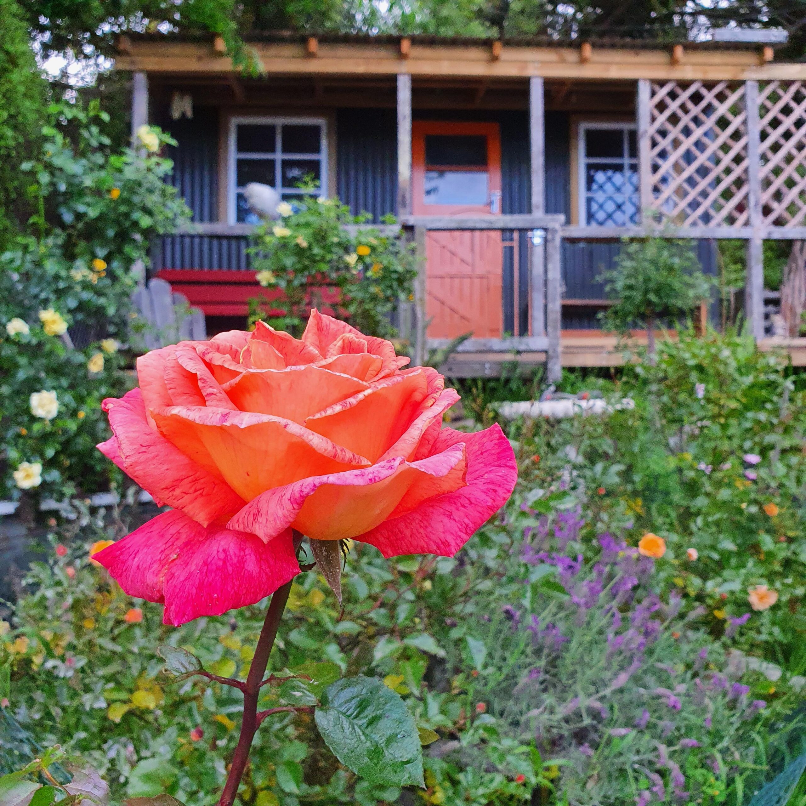 Recycled Garden Shed - Musgroves in Christchurch